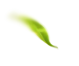 Single leaf with green color